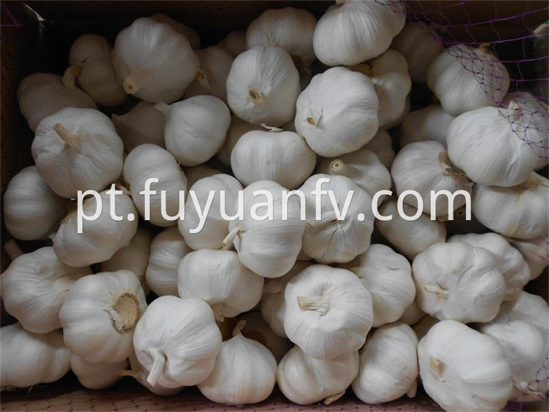 Garlic Supplyment